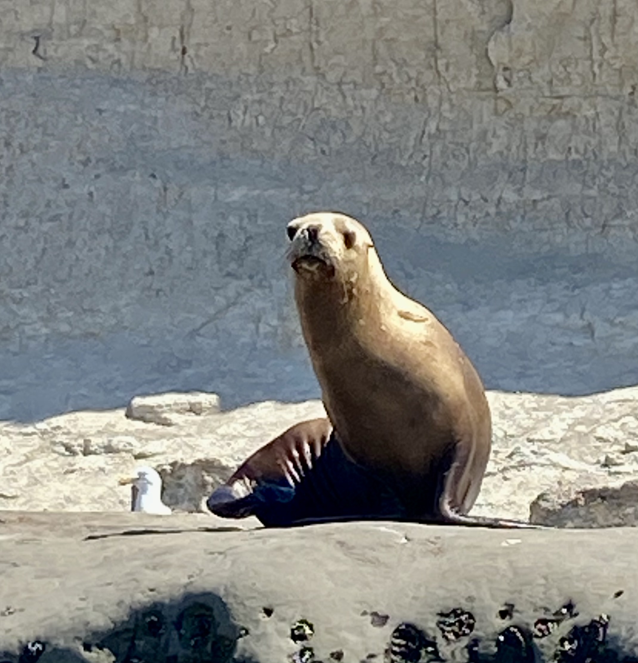 Puerto Madryn, Argentina